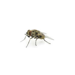 A,Macro,Shot,Of,Fly,On,A,White,Background,.