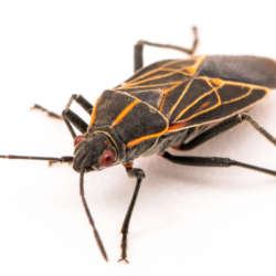 Boxelder Bug - Bug Commander Minnesota Pest Control Solutions Residential and Commercial Care Service