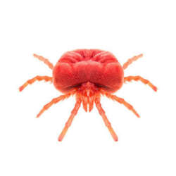 chiggers - Bug Commander Minnesota Pest Control Solutions Residential and Commercial Care Service