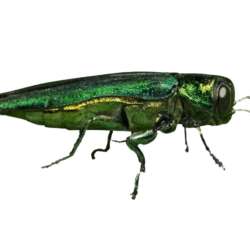 emerald-ash-borer-bug-commander-minnesota-pest-control-solutions-residential-and-commercial-care-service-v2