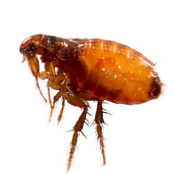 Fleas - Bug Commander Minnesota Pest Control Solutions Residential and Commercial Care Service