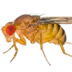 Fruit fly - Bug Commander Minnesota Pest Control Solutions Residential and Commercial Care Service