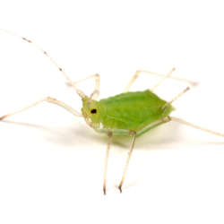 Greenfly,Or,Aphid,On,White,-,Wingless,Form