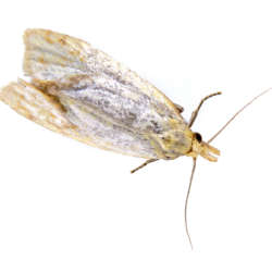 Grey,Moth,On,A,White,Background