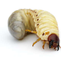 Grubs - Bug Commander Minnesota Pest Control Solutions Residential and Commercial Care Service