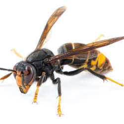 Hornet - Bug Commander Minnesota Pest Control Solutions Residential and Commercial Care Service