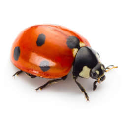 Ladybug,Insect,Isolated,On,White,Background