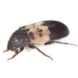 Larder,Beetle,(dermestes,Lardarius),Isolated,On,White,Background,,Extreme,Close