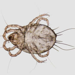 Microscopic,Shot,Showing,A,House,Dust,Mite