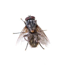 Ordinary,Black,Fly,Sitting,On,A,White,Background,Close-up