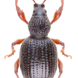 Otiorhynchus,Ovatus,Is,A,Genus,Of,Weevils,In,The,Family