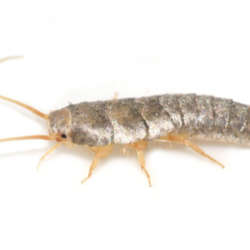 Silverfish - Bug Commander Minnesota Pest Control Solutions Residential and Commercial Care Service