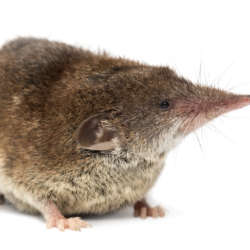 White-toothed,Shrew,,Isolated,On,White