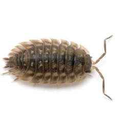 Bug Commander Woodlouse,Also,Known,As,A,Pill,Bug,Or,Roly-poly.